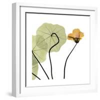 Nasturtium 3-Albert Koetsier-Framed Premium Giclee Print