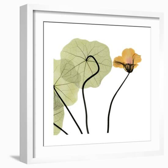 Nasturtium 3-Albert Koetsier-Framed Premium Giclee Print