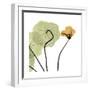 Nasturtium 3-Albert Koetsier-Framed Premium Giclee Print