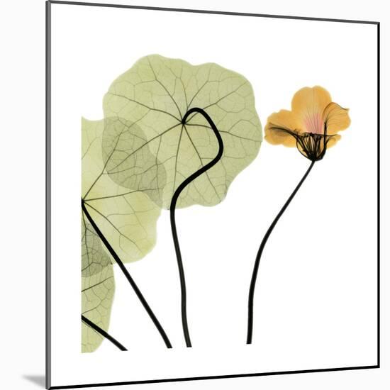 Nasturtium 3-Albert Koetsier-Mounted Premium Giclee Print