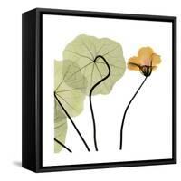 Nasturtium 3-Albert Koetsier-Framed Stretched Canvas