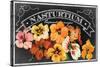 Nasturtium Blooms-null-Stretched Canvas