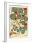 Nasturtium Botanical Study, 1897 (Lithograph)-Eugene Grasset-Framed Giclee Print