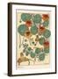 Nasturtium Botanical Study, 1897 (Lithograph)-Eugene Grasset-Framed Giclee Print