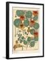 Nasturtium Botanical Study, 1897 (Lithograph)-Eugene Grasset-Framed Giclee Print