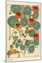 Nasturtium Botanical Study, 1897 (Lithograph)-Eugene Grasset-Mounted Giclee Print