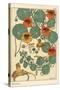 Nasturtium Botanical Study, 1897 (Lithograph)-Eugene Grasset-Stretched Canvas