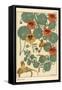 Nasturtium Botanical Study, 1897 (Lithograph)-Eugene Grasset-Framed Stretched Canvas