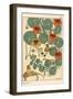 Nasturtium Botanical Study, 1897 (Lithograph)-Eugene Grasset-Framed Giclee Print