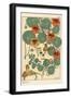 Nasturtium Botanical Study, 1897 (Lithograph)-Eugene Grasset-Framed Giclee Print