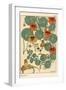 Nasturtium Botanical Study, 1897 (Lithograph)-Eugene Grasset-Framed Giclee Print