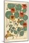 Nasturtium Botanical Study, 1897 (Lithograph)-Eugene Grasset-Mounted Giclee Print