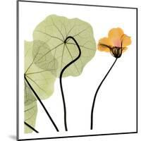 Nasturtium Close Up-Albert Koetsier-Mounted Art Print