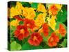 Nasturtium Flowers, Tropaeolum, Seattle, Washington, USA-Adam Jones-Stretched Canvas