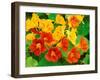 Nasturtium Flowers, Tropaeolum, Seattle, Washington, USA-Adam Jones-Framed Photographic Print