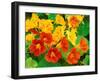 Nasturtium Flowers, Tropaeolum, Seattle, Washington, USA-Adam Jones-Framed Photographic Print