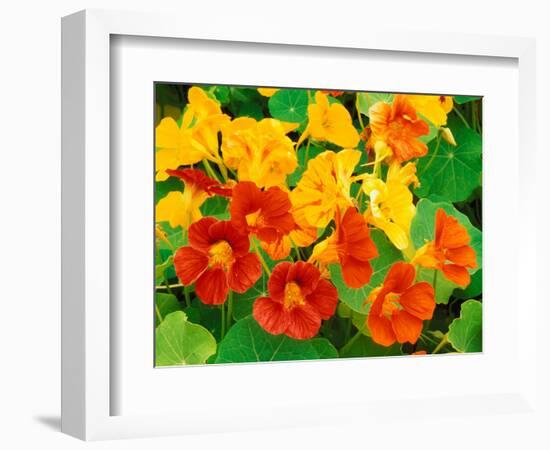 Nasturtium Flowers, Tropaeolum, Seattle, Washington, USA-Adam Jones-Framed Photographic Print