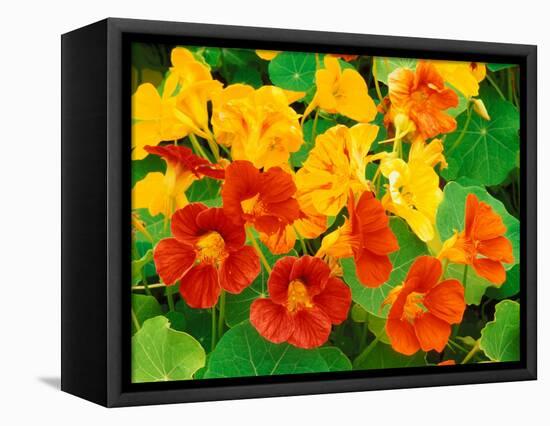 Nasturtium Flowers, Tropaeolum, Seattle, Washington, USA-Adam Jones-Framed Stretched Canvas