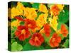 Nasturtium Flowers, Tropaeolum, Seattle, Washington, USA-Adam Jones-Stretched Canvas