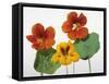 Nasturtium Flowers-null-Framed Stretched Canvas