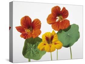 Nasturtium Flowers-null-Stretched Canvas