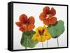 Nasturtium Flowers-null-Framed Stretched Canvas