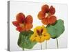 Nasturtium Flowers-null-Stretched Canvas