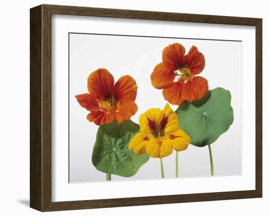 Nasturtium Flowers-null-Framed Photographic Print