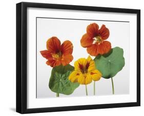 Nasturtium Flowers-null-Framed Photographic Print