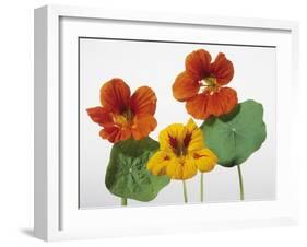 Nasturtium Flowers-null-Framed Photographic Print