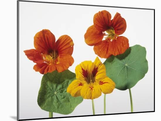 Nasturtium Flowers-null-Mounted Photographic Print