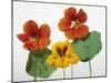 Nasturtium Flowers-null-Mounted Photographic Print