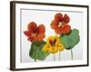 Nasturtium Flowers-null-Framed Photographic Print