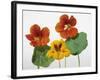 Nasturtium Flowers-null-Framed Photographic Print