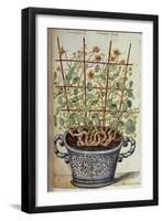 Nasturtium; Indian Cress Scrambling over a Trellis in a Blue and White Pot.  from 'Camerarius…-Joachim Camerarius-Framed Giclee Print