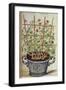 Nasturtium; Indian Cress Scrambling over a Trellis in a Blue and White Pot.  from 'Camerarius…-Joachim Camerarius-Framed Giclee Print