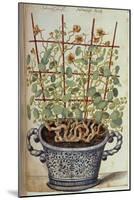 Nasturtium; Indian Cress Scrambling over a Trellis in a Blue and White Pot.  from 'Camerarius…-Joachim Camerarius-Mounted Giclee Print