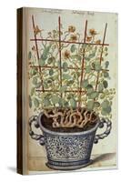 Nasturtium; Indian Cress Scrambling over a Trellis in a Blue and White Pot.  from 'Camerarius…-Joachim Camerarius-Stretched Canvas