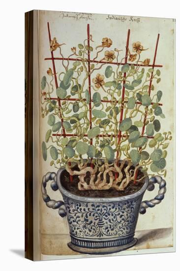 Nasturtium; Indian Cress Scrambling over a Trellis in a Blue and White Pot.  from 'Camerarius…-Joachim Camerarius-Stretched Canvas