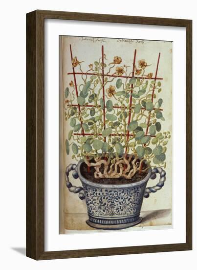 Nasturtium; Indian Cress Scrambling over a Trellis in a Blue and White Pot.  from 'Camerarius…-Joachim Camerarius-Framed Giclee Print