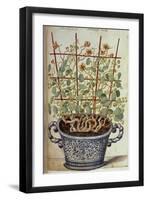 Nasturtium; Indian Cress Scrambling over a Trellis in a Blue and White Pot.  from 'Camerarius…-Joachim Camerarius-Framed Giclee Print