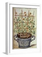 Nasturtium; Indian Cress Scrambling over a Trellis in a Blue and White Pot.  from 'Camerarius…-Joachim Camerarius-Framed Giclee Print