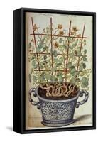 Nasturtium; Indian Cress Scrambling over a Trellis in a Blue and White Pot.  from 'Camerarius…-Joachim Camerarius-Framed Stretched Canvas