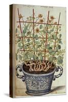 Nasturtium; Indian Cress Scrambling over a Trellis in a Blue and White Pot.  from 'Camerarius…-Joachim Camerarius-Stretched Canvas