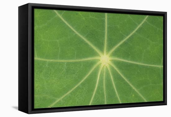 Nasturtium Leaf in Close-Up-null-Framed Stretched Canvas