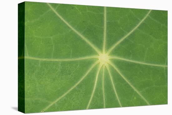 Nasturtium Leaf in Close-Up-null-Stretched Canvas