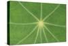 Nasturtium Leaf in Close-Up-null-Stretched Canvas