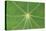 Nasturtium Leaf in Close-Up-null-Stretched Canvas