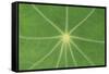 Nasturtium Leaf in Close-Up-null-Framed Stretched Canvas