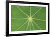 Nasturtium Leaf in Close-Up-null-Framed Photographic Print